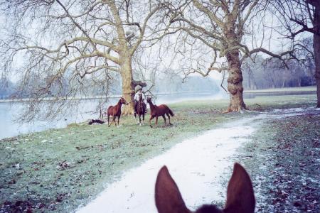 france avec mais chevale